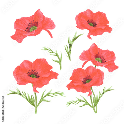 Hand drawn watercolor red poppy flowers with leaves set isolated on white background. Can be used for post card  poster and other printed products.