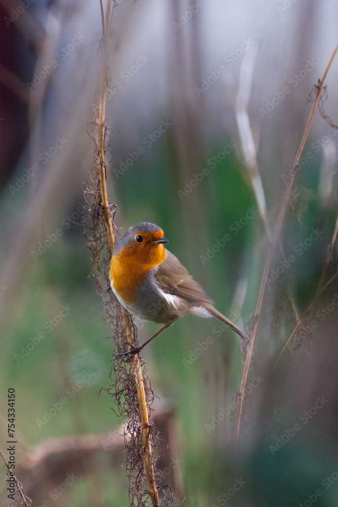 european robin perched on a twig european robin perched on a twig