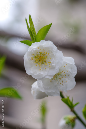 東京港区赤坂氷川公園の白い桃の花