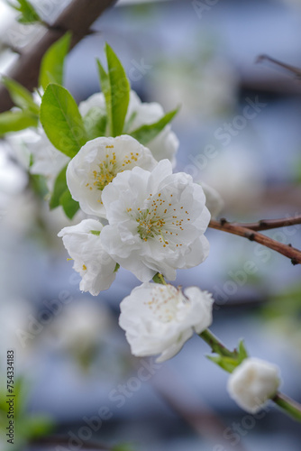 東京港区赤坂氷川公園の白い桃の花