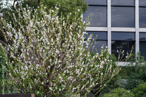 東京港区赤坂氷川公園の白い桃の花