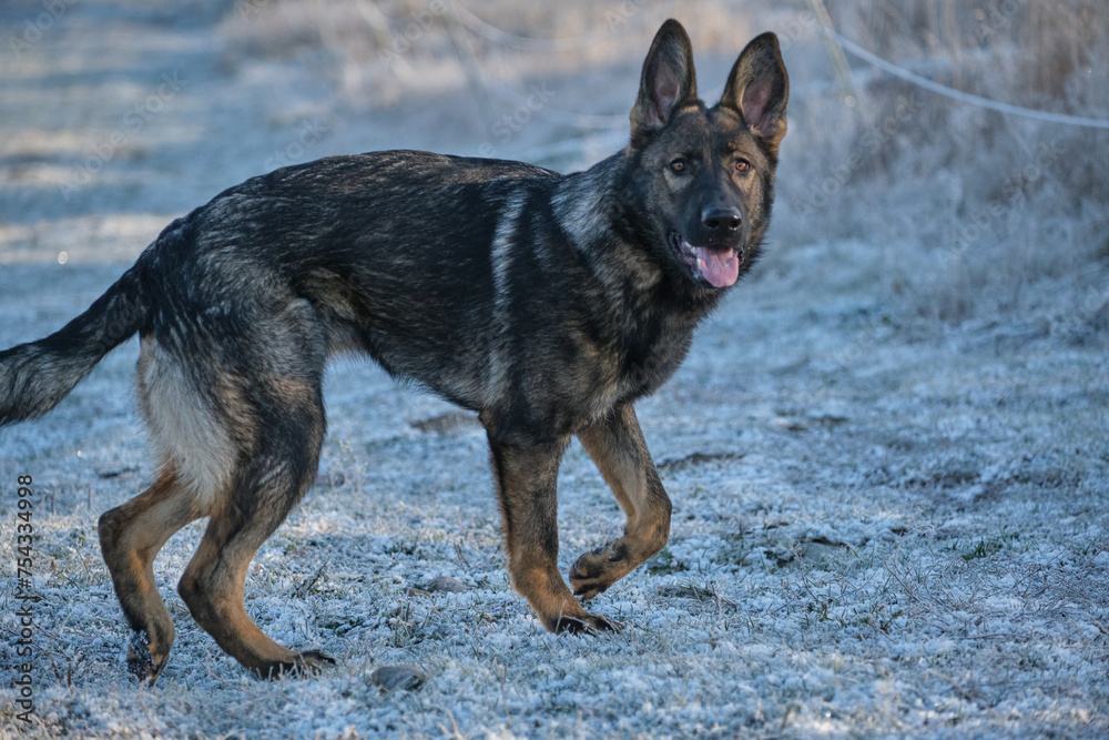 Beautiful German Shepherd dog playing in a meadow on a sunny day in Skaraborg Sweden. Beautiful German Shepherd dog playing in a meadow on a sunny day in Skaraborg Sweden.