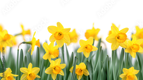 Daffodils laid on isolated backgrounds, copy space, generative ai