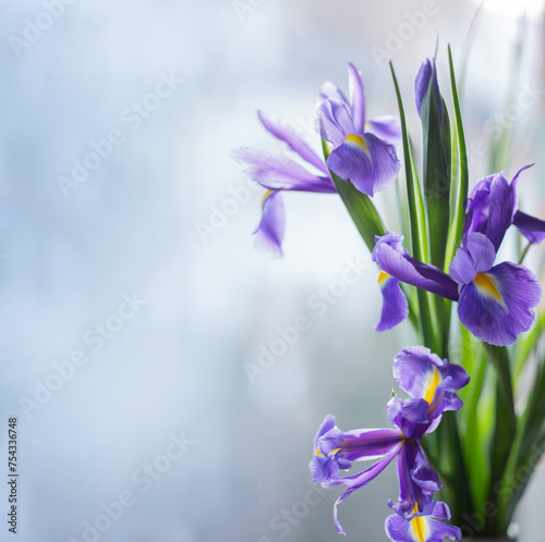 beautiful iris flowers on light background