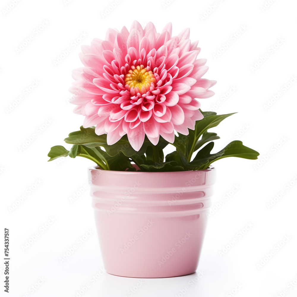 Obraz premium flower in a pot on a white background сreated with Generative Ai