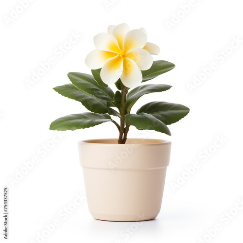 flower in a pot on a white background   reated with Generative Ai