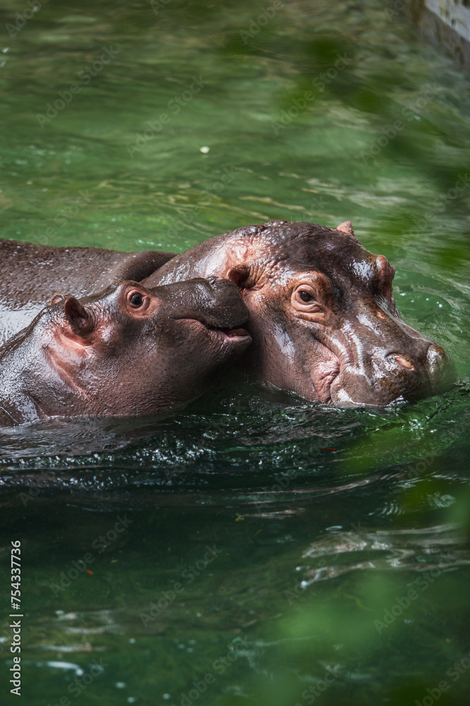 Fototapeta premium hippopotamus in water