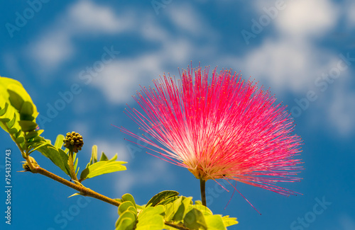 Close-up blossoming buds of Albizia julibrissin is known as Lenkoran acacia tree, selective focus on flowers and blurred blue sky 