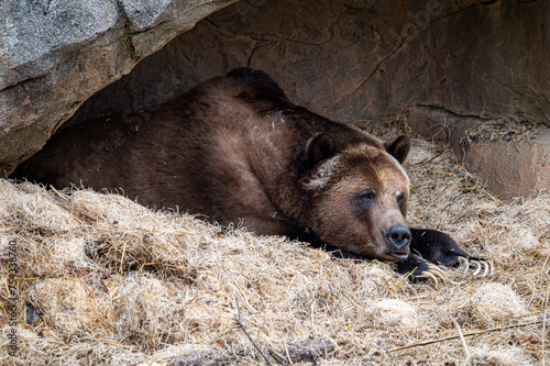 sleeping grizzly bear in cave