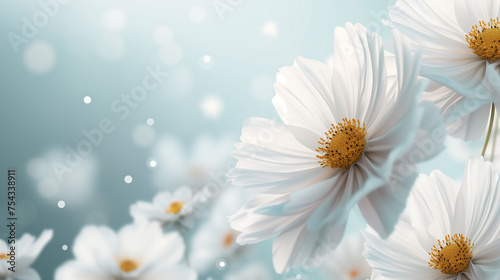 White Daisy. Card Design.