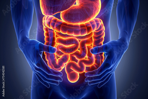 3d illustration render of human stomach and intestines photo
