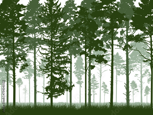 Coniferous forest with tall pine trunks and grass. Silhouette of beautiful landscape. Vector illustration