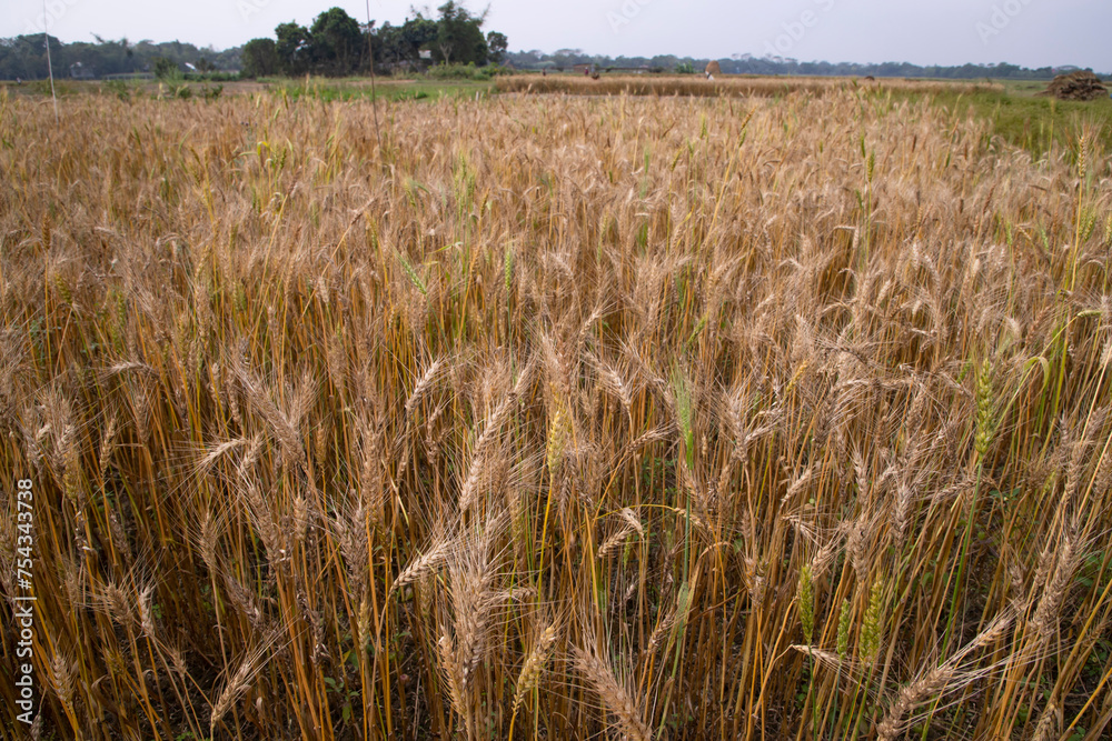 wheat grain field countryside of Bangladesh
