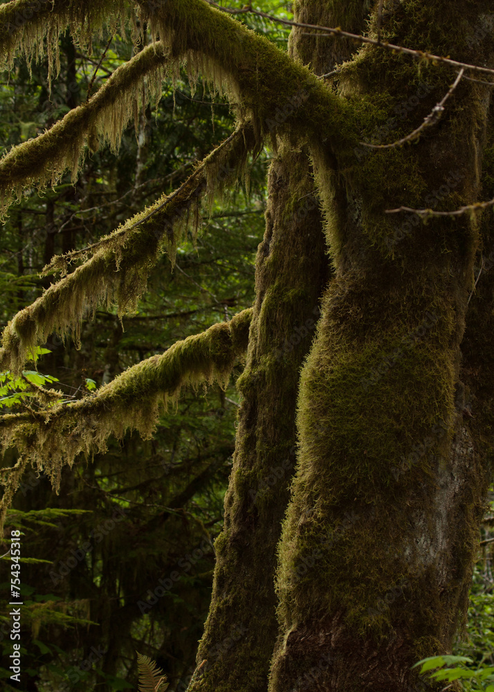 A walk in the woods is never time wasted. An ancient and massive moss soaked tree in Cathedral Grove, Vancouver Island, BC, Canada. A walk in the woods is never time wasted. An ancient and massive moss soaked tree in Cathedral Grove, Vancouver Island, BC, Canada.
