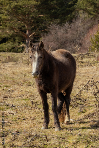 Brown horse posing on meadow