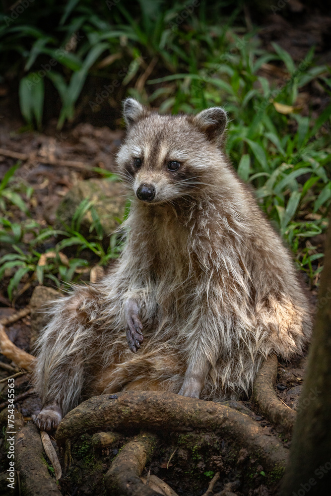 Raccoon in a natural environment, close-up, portrait of the animal on Guadeloupe au Parc des Mamelles, in the Caribbean. French Antilles, France