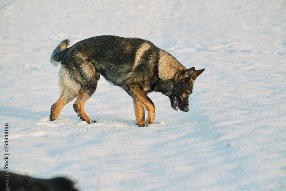 Naklejka premium Beautiful German Shepherd dog playing in a snowy meadow on a sunny winter day in Skaraborg Sweden