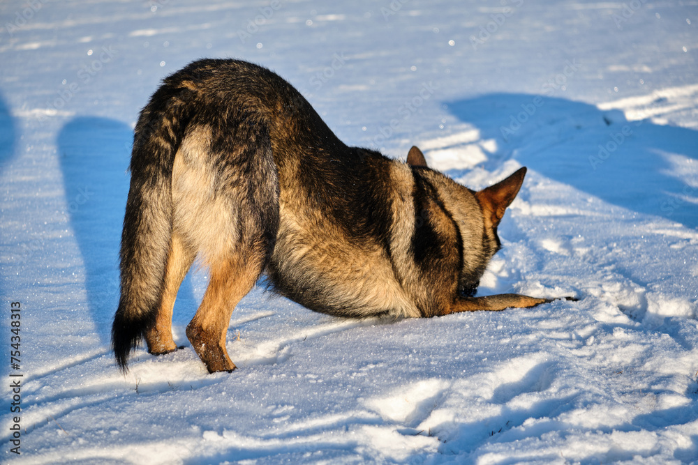 Naklejka premium Beautiful German Shepherd dog playing in a snowy meadow on a sunny winter day in Skaraborg Sweden