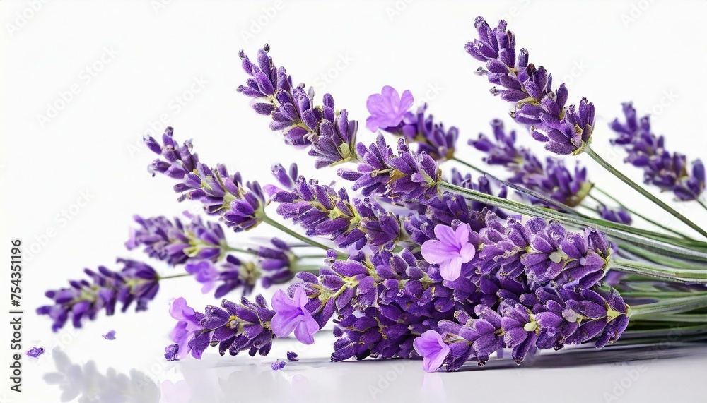 Fototapeta premium lavender