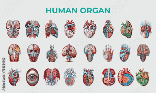 Human Organ