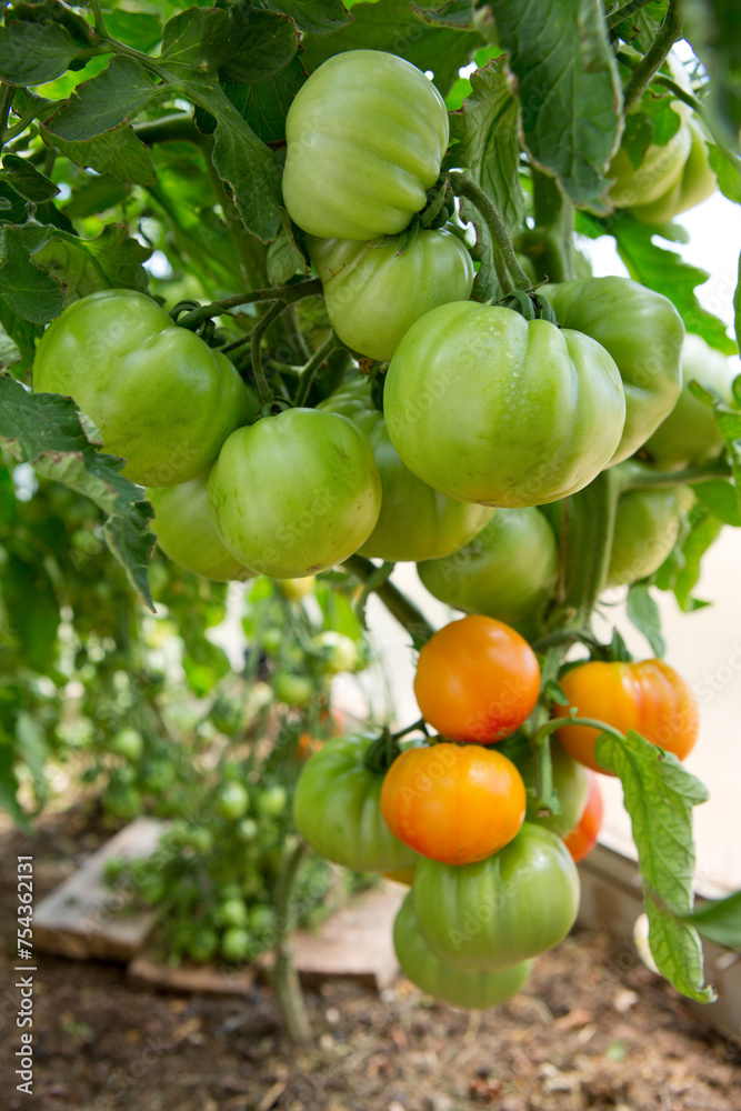 Ripening green and yellow tomatoes hanging in greenhouse .