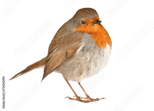 robin bird isolated on transparent or white background, png  © Birol Dincer 