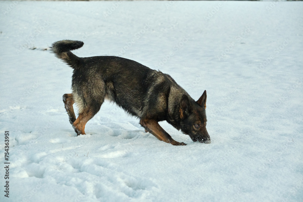 Beautiful German Shepherd dog playing in a snowy meadow on a sunny winter day in Skaraborg Sweden Beautiful German Shepherd dog playing in a snowy meadow on a sunny winter day in Skaraborg Sweden