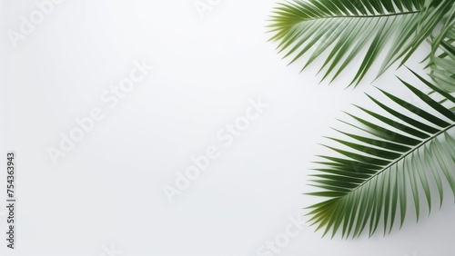 Palm leaves on a white background. Light and shadow of leaves, Abstract silhouette of tropical leaves, natural wallpaper pattern, spring, summer texture, place for text