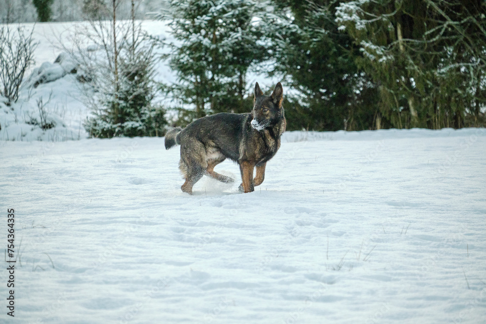 Naklejka premium Beautiful German Shepherd dog playing in a snowy meadow on a sunny winter day in Skaraborg Sweden