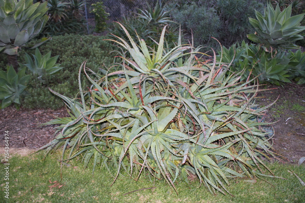 aloe vera plant for ornamental garden aloe vera plant for ornamental garden