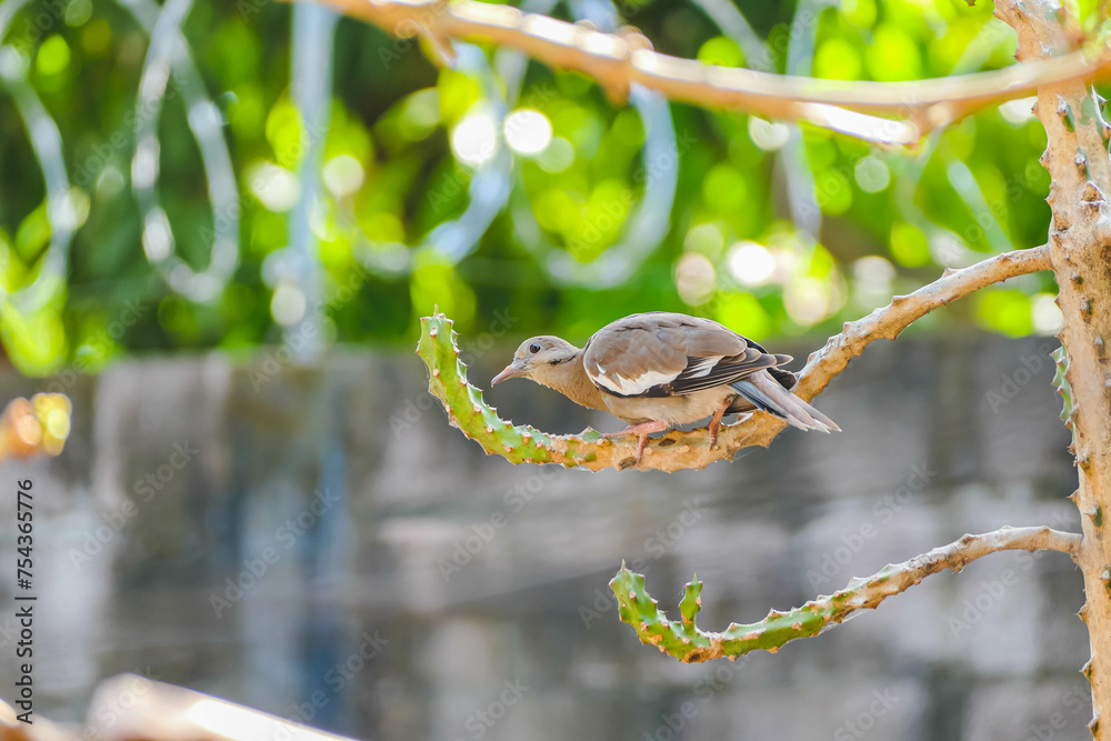 Obraz premium bird on tree