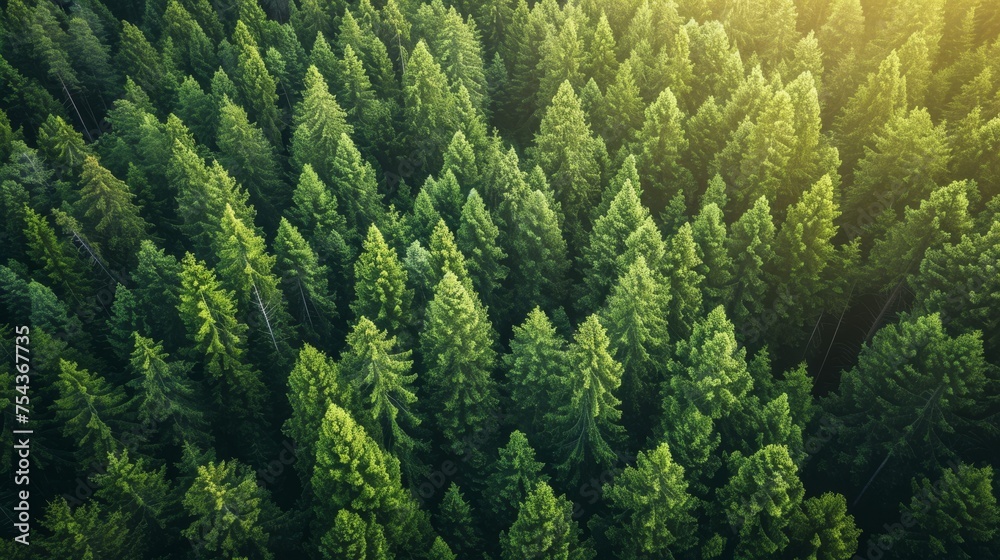 Aerial view of green coniferous forest. Nature background Aerial view of green coniferous forest. Nature background