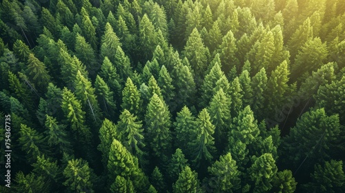 Aerial view of green coniferous forest. Nature background photo