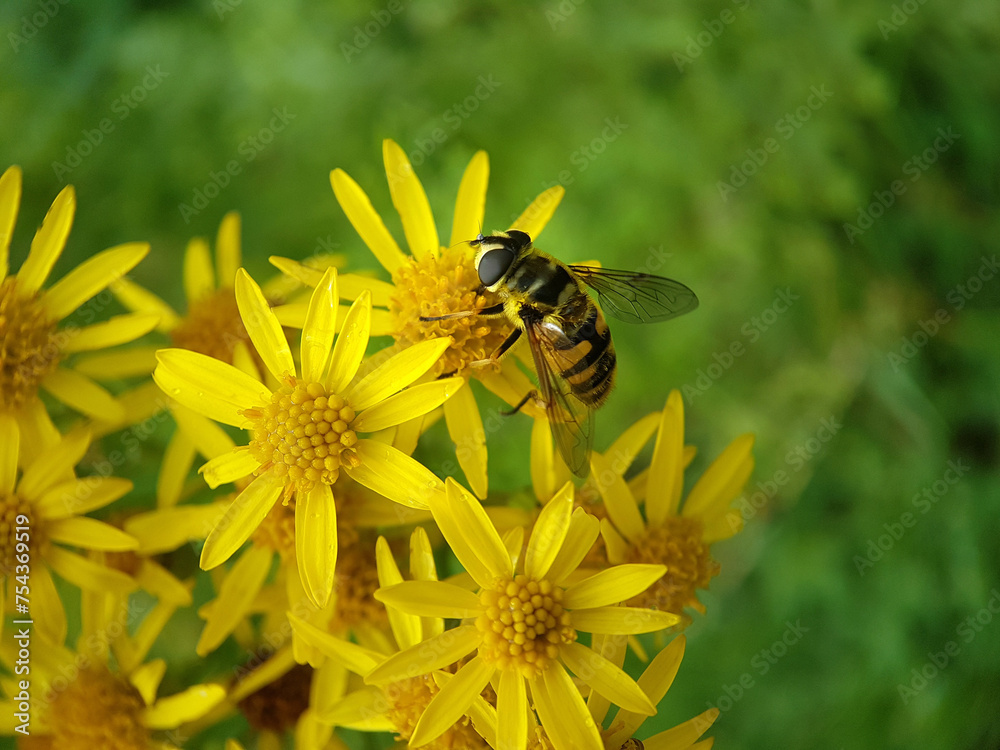 Macr hoverfly insect spring Macr hoverfly insect spring