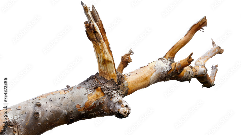 Dry old branch isolated on transparent background Dry old branch isolated on transparent background
