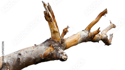 Dry old branch isolated on transparent background
