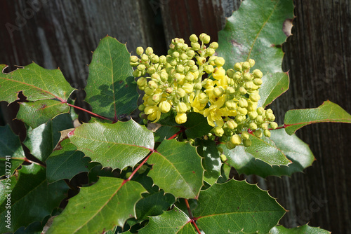 фотографія Blooming oregon grape (Mahonia aquifolium) in spring