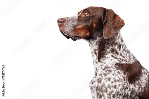 side view of dog isolated on white background 