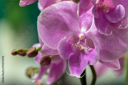 Multicolored orchids. Flowers in yellow  pink  red and spotted colors. Gardening and growing plants. Beautiful.  Flower petals close up with blurred background. Flower exhibition in Amsterdam.