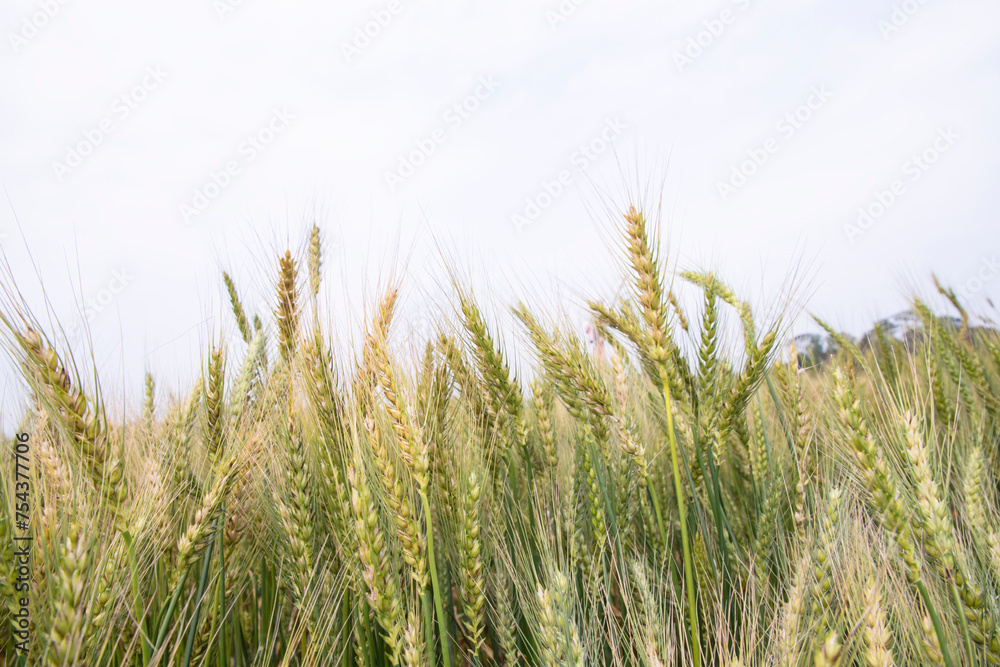 Wheat grain field closeup spike with blue sky image Wheat grain field closeup spike with blue sky image