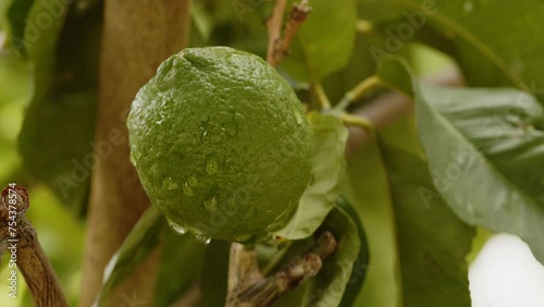 Green lemon fruit growing on a lemon tree branch. Closeup footage of a fresh fruit with raindrops on it. Citrus food concept. photo