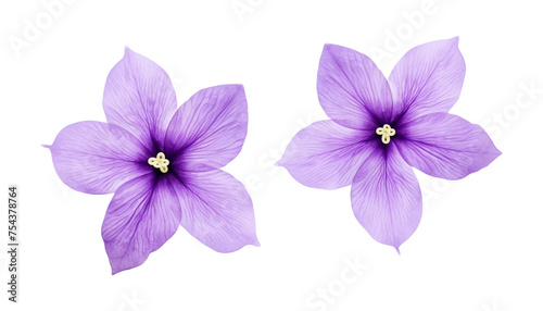 Fototapeta Naklejka Na Ścianę i Meble -  purple flowers isolated on transparent background cutout
