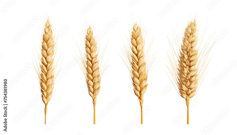 ears of wheat set isolated on transparent background cutout ears of wheat set isolated on transparent background cutout