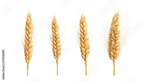 ears of wheat set isolated on transparent background cutout