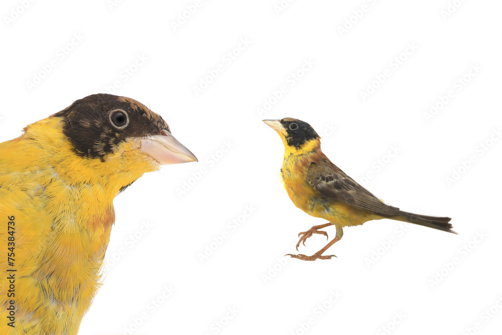 Fototapeta premium Black-headed Bunting