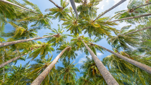 Coconut palm trees  The Maldives