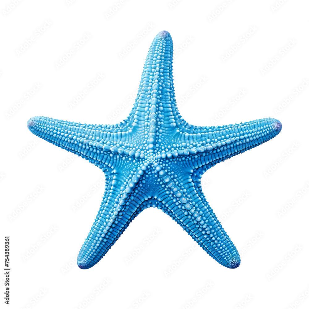 starfish isolated on white starfish isolated on white