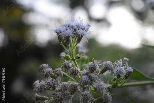 Beautiful white flowers in focus photo