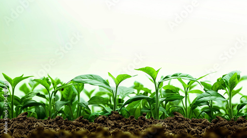 Agriculture background with copy space