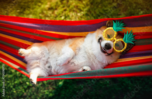 corgi dog lies in a hammock in the summer garden at the dacha on a sunny day